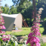 Camping Vlietland renovations – autumn ’21 & winter ’22